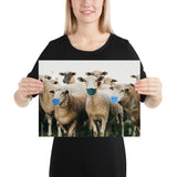 Sheep in Face Masks Poster