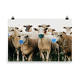 Sheep in Face Masks Poster