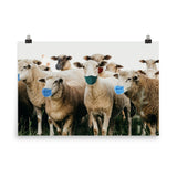 Sheep in Face Masks Poster