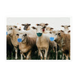 Sheep Wearing Face Masks Sticker