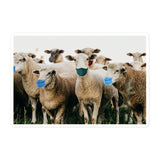 Sheep Wearing Face Masks Sticker