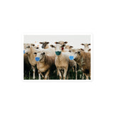 Sheep Wearing Face Masks Sticker